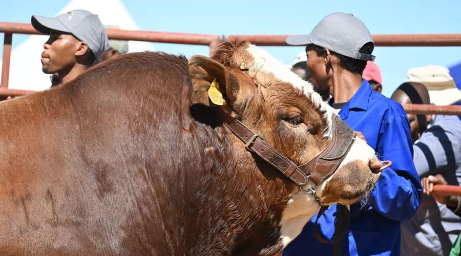 Botswana Oil Limited Participates at the Moshupa District Show 2024