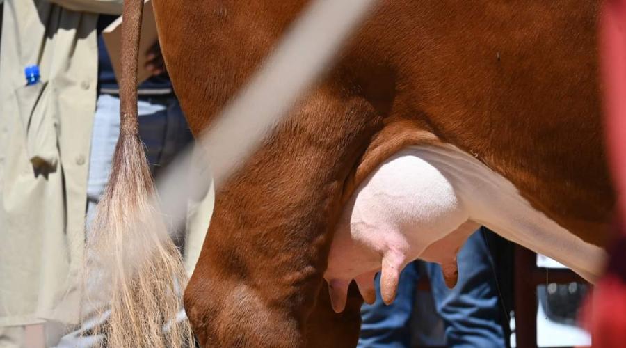 Botswana Oil Limited Participates at the Moshupa District Show 2024