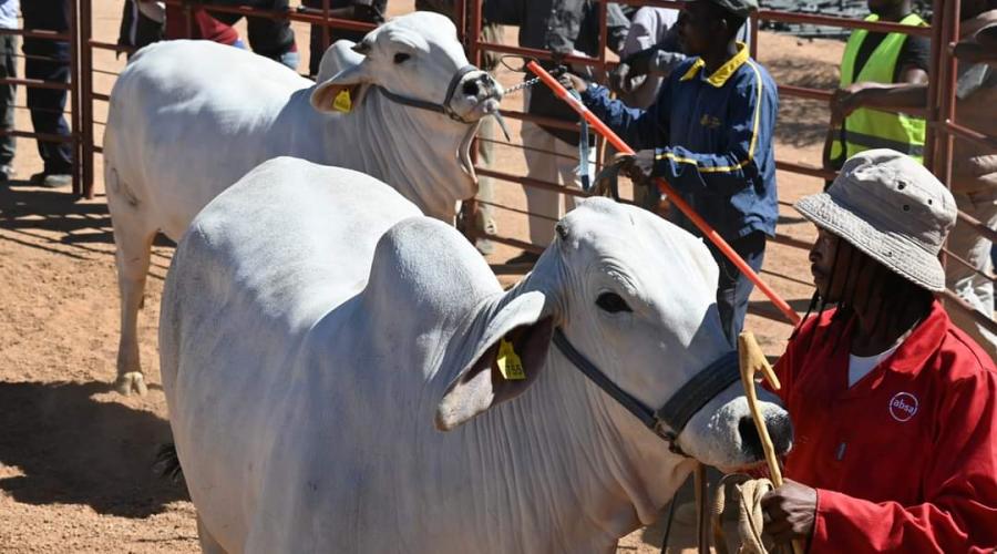 Botswana Oil Limited Participates at the Moshupa District Show 2024